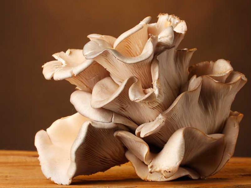 COME SI PULISCONO I PLEUROTUS