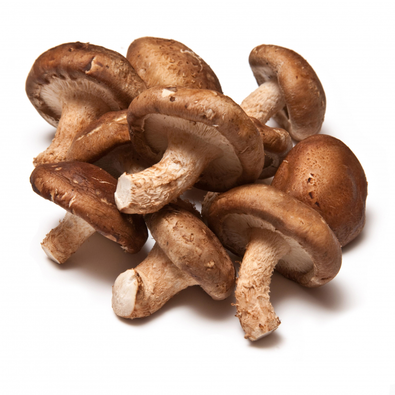 SHIITAKE, IL NUOVO FUNGO