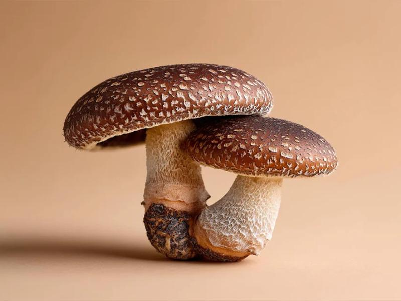 LO SHIITAKE ( LENTINULA EDODES)