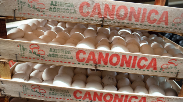 CANONICA FUNGHI