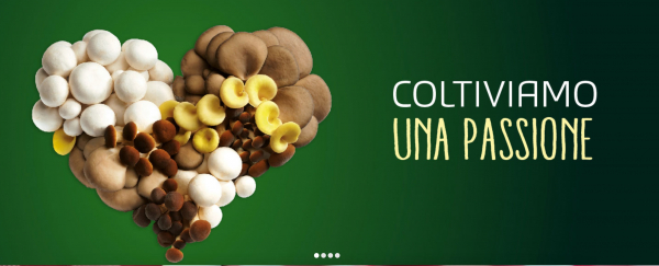 CONSORZIO FUNGHI TREVISO