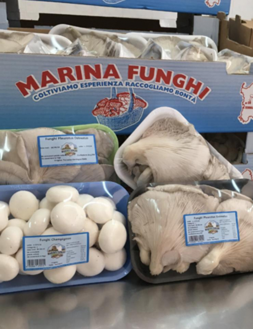 MARINA FUNGHI