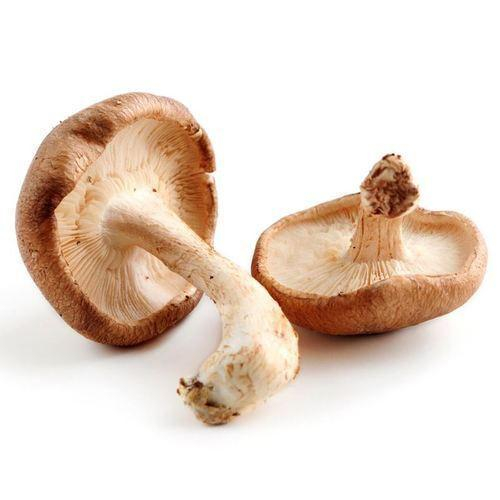 LENTINUS EDODES / SHIITAKE