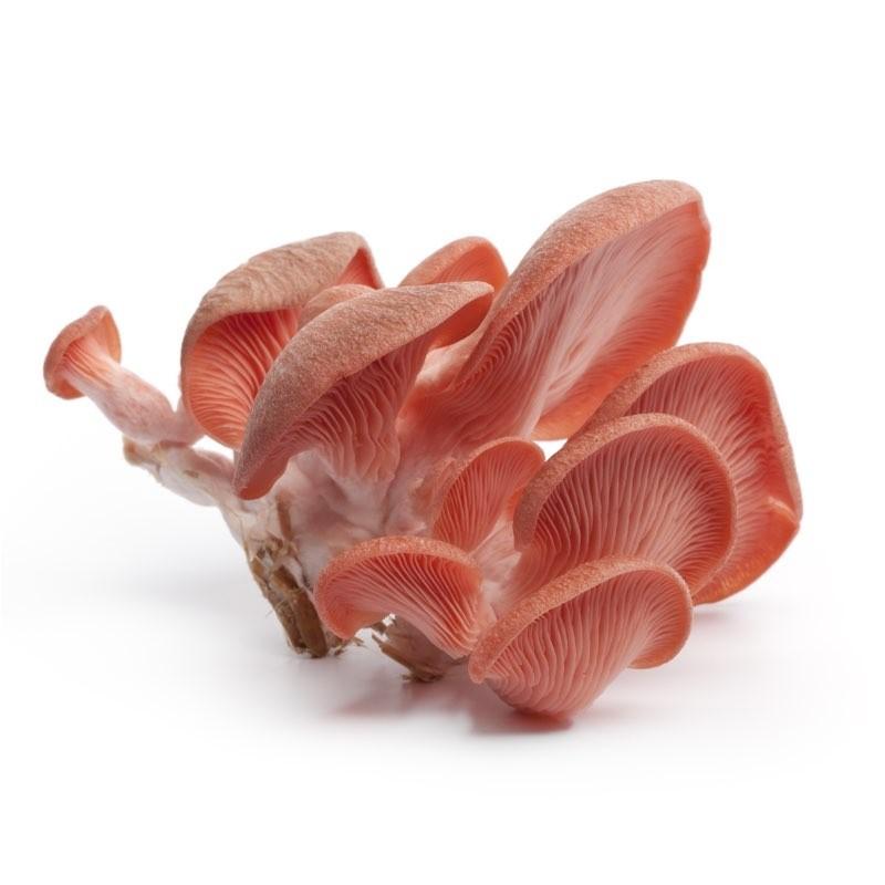 PLEUROTUS DJAMOR / PLEUROTUS ROSA