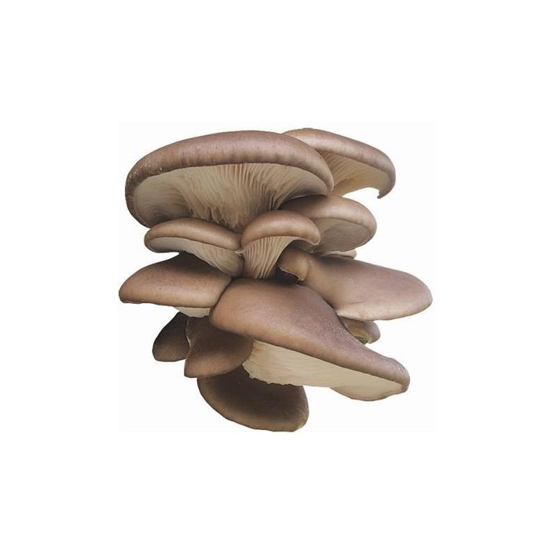 PLEUROTUS OSTREATUS / Brisa, Manina