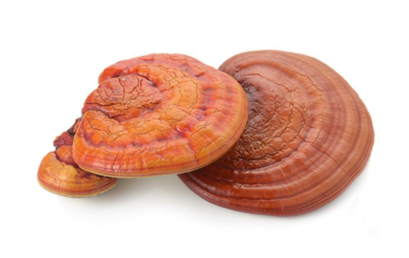 GANODERMA LUCIDUM  - REISHI / GANODERMA LUCIDUM (ROSSO)